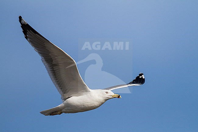 Steppe Gull - Barabamöwe - Larus barabensis, Oman, adult stock-image by Agami/Ralph Martin,