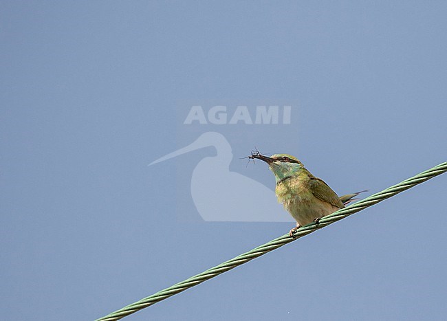 Arabian Green Bee-eater (Merops cyanophrys) in Iran. stock-image by Agami/Pete Morris,