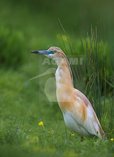 Squacco Heron (Ardeola ralloides) adult perched in the gras stock-image by Agami/Daniele Occhiato,