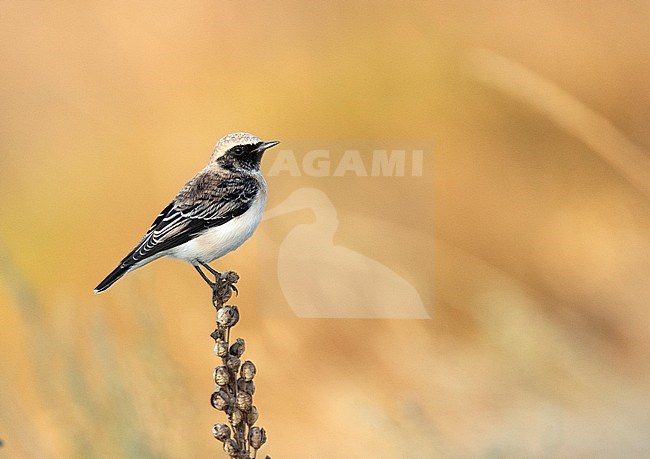 Adult male Pied Wheatear (Oenanthe pleschanka) in autumn plumage, perched on top of a plant during fall migration at Cape Kaliakra, Bulgaria. stock-image by Agami/Marc Guyt,
