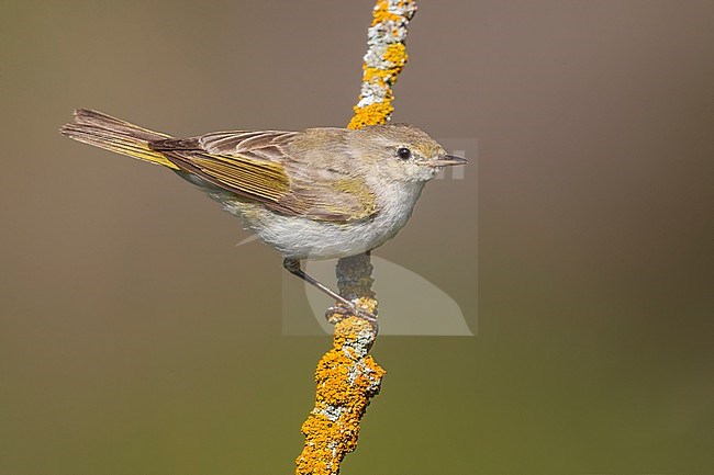 Worn Western Bonelli's Warbler, Phylloscopus bonelli, in France. stock-image by Agami/Daniele Occhiato,