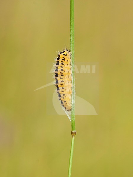 Rups van de Sint Jansvlinder; Caterpillar from the Six-spot burnet; stock-image by Agami/Walter Soestbergen,