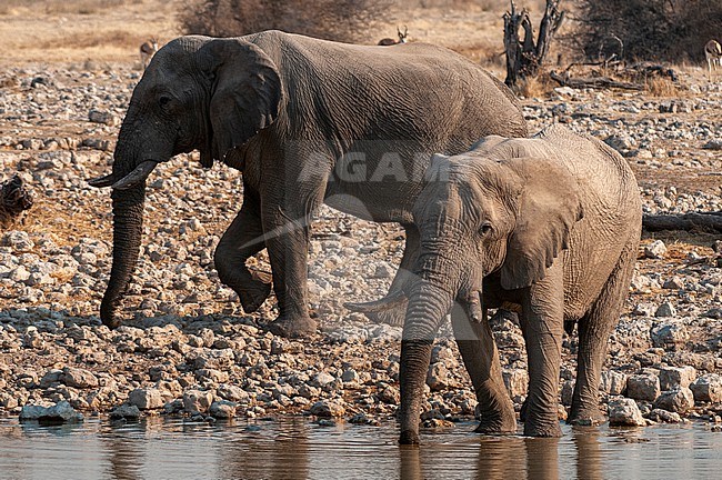 African elephants, Loxodonta africana, stand in a waterhole and drink. Etosha National Park, Namibia. stock-image by Agami/Sergio Pitamitz,