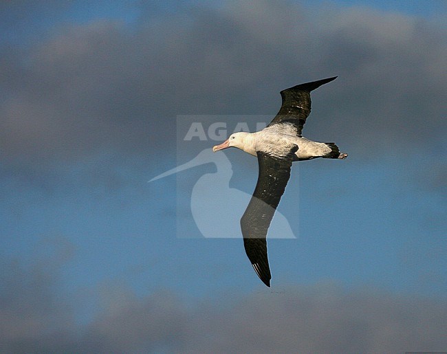 Critically endangered Tristan Albatross (Diomedea dabbenena) at sea. Adult flight high in the air with clouds and sky as background. stock-image by Agami/Marc Guyt,