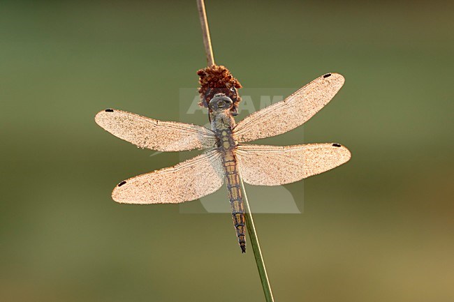 Bedauwd vrouwtje van gewone oeverlibel; Dew civered female of Black-tailed skimmer stock-image by Agami/Walter Soestbergen,