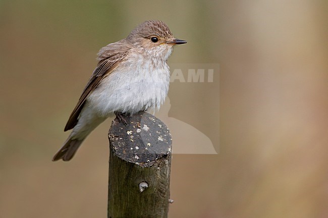 Grauwe Vliegenvanger zittend op een paaltje; Spotted Flycatcher perched on a pole stock-image by Agami/Karel Mauer,