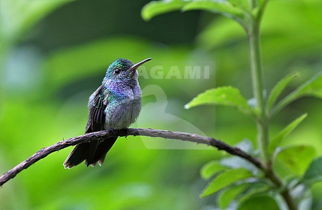 Blauwborstamazilia, Blue-chested Hummingbird stock-image by Agami/Greg & Yvonne Dean,