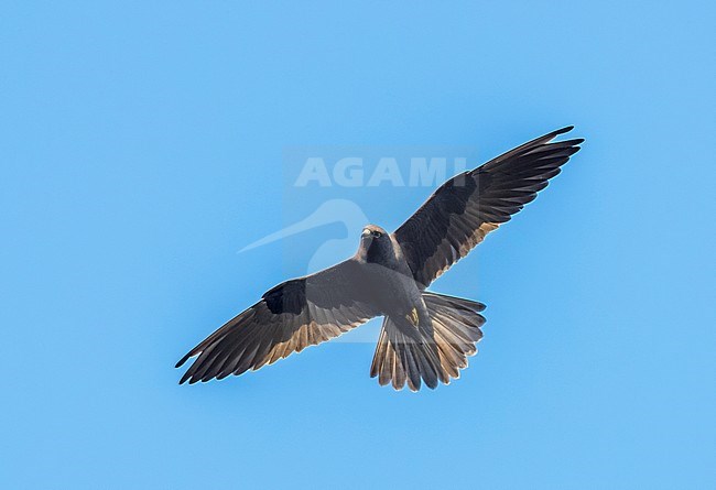 Dark morph Eleonora's Falcon flying against blue sky in Ibiza, July 2016. stock-image by Agami/Vincent Legrand,