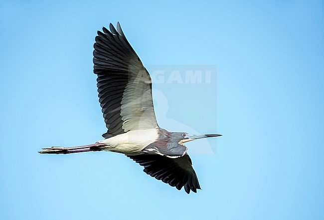 Adult Tricolored Heron (Egretta tricolor) in breeding plumage flying overhead in Palm Beach County, Florida, United States. Formerly known as the Louisiana Heron. stock-image by Agami/Brian E Small,