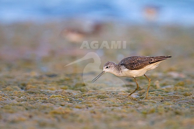 Marsh Sandpiper - TeichwasserlÃ¤ufer - Tringa stagnatilis, Oman, adult, nonbreeding stock-image by Agami/Ralph Martin,