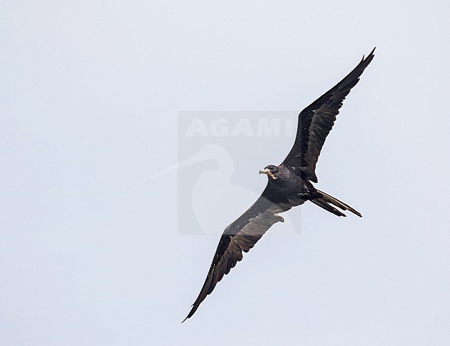 Adult male Magnificent Frigatebird (Fregata magnificens rothschildi) on Saint Lucia, an island country of the West Indies in the eastern Caribbean. stock-image by Agami/Pete Morris,