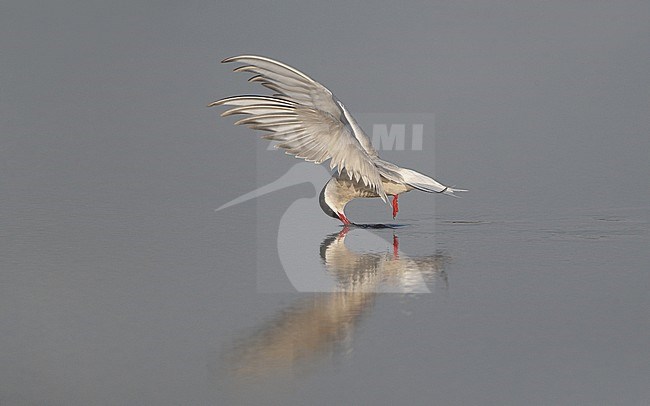 Arctic Tern, Sterna paradisaea, catching sandworms at Fyn, Denmark stock-image by Agami/Helge Sorensen,