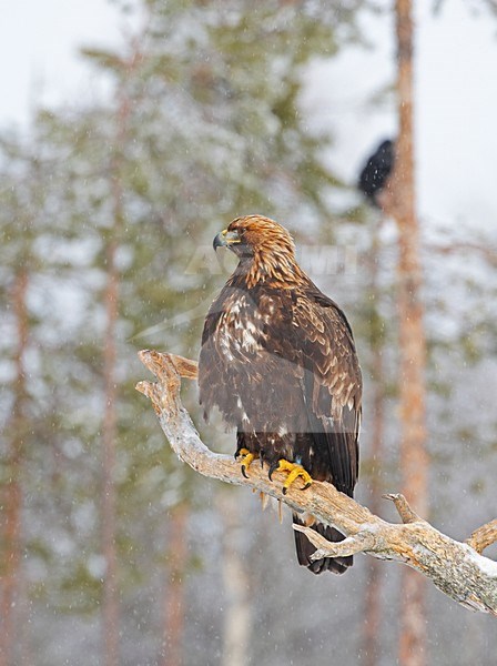 Steenarend in de sneeuw; Golden Eagle perched in snow stock-image by Agami/Markus Varesvuo,