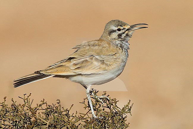 Greater Hoopoe Lark - Wüstenläuferlerche - Alaemon alaudipes ssp. alaudipes, Morocco stock-image by Agami/Ralph Martin,