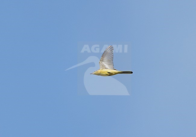 Blue-headed Wagtail (Motacilla flava) on migration flying against a blue sky showing underside stock-image by Agami/Ran Schols,