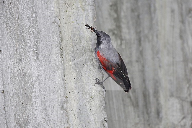 Rotskruiper; Wallcreeper stock-image by Agami/Chris van Rijswijk,