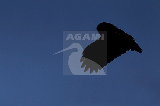 Silhouette of flying adult Tawny Owl (Strix aluco) at Lyngby, Denmark stock-image by Agami/Helge Sorensen,