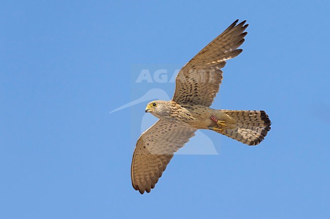 Vrouwtje Kleine torenvalk in vlucht, Lesser Kestrel female in flight stock-image by Agami/Daniele Occhiato,