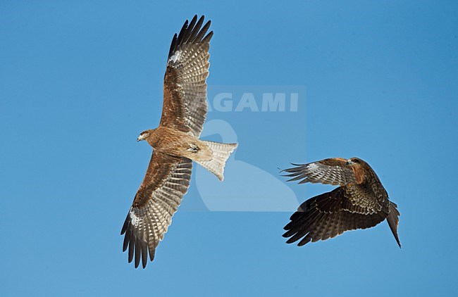 Zwartoorwouw in vlucht, Black-eared Kite in flight stock-image by Agami/Markus Varesvuo,