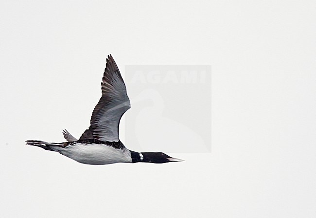 Volwassen Geelsnavelduiker in vlucht;White-billed Diver adult in flight stock-image by Agami/Markus Varesvuo,