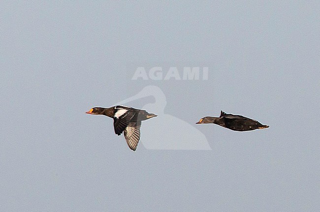 Two male King Eiders (Somateria spectabilis), left bird in eclipse plumage, in the Chukchi Sea near Utgiagvik in Alaska, United States. Flying against pale blue sky as background. stock-image by Agami/Edwin Winkel,