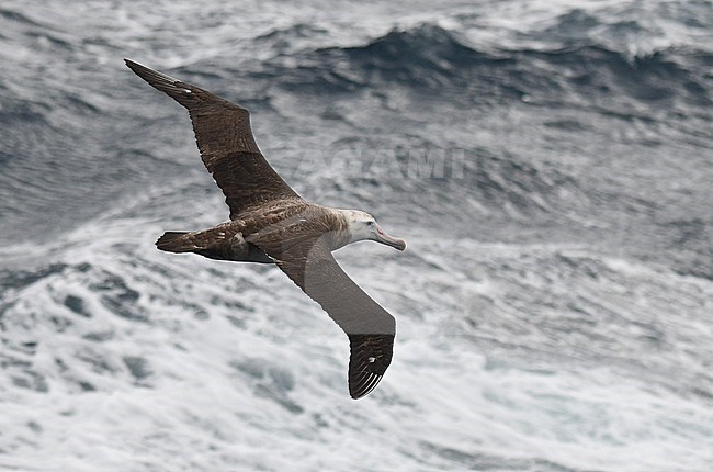 Probable Tristan Albatross (Diomedea dabbenena) at sea between South Georgia and Gough, southern Atlantic ocean. Immature. stock-image by Agami/Laurens Steijn,