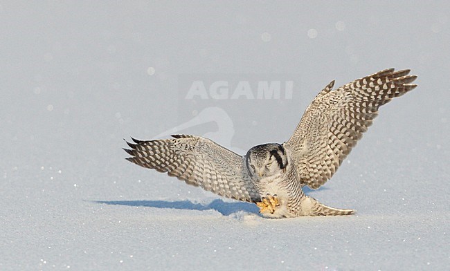 Jagende Sperweruil in de sneeuw; Northern Hawk Owl hunting in snow stock-image by Agami/Markus Varesvuo,