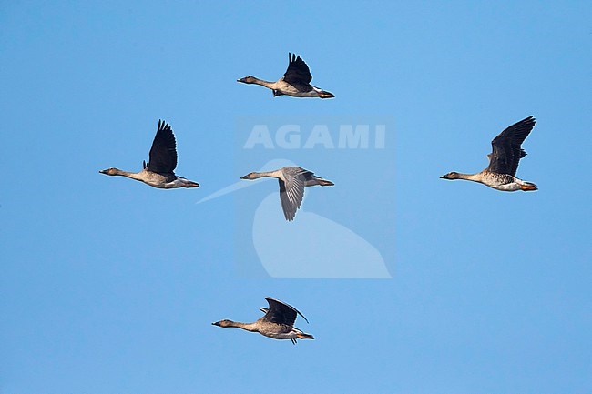 Middendorffs Rietganzen in vlucht; Middendorff's Bean Geese in flight stock-image by Agami/Daniele Occhiato,