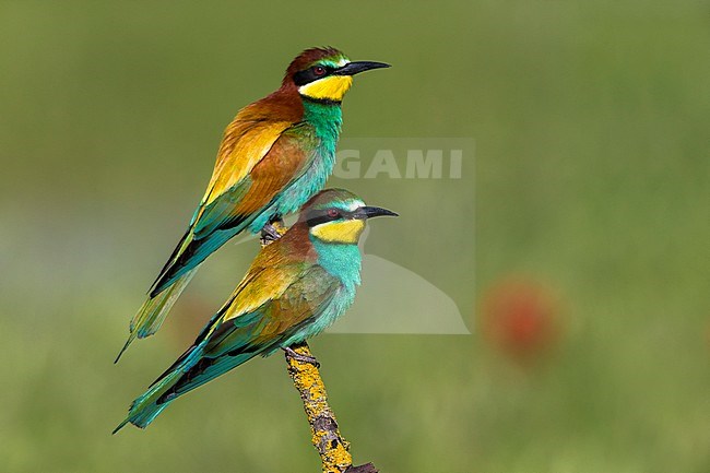 Europese Bijeneter; European Bee-eater stock-image by Agami/Daniele Occhiato,