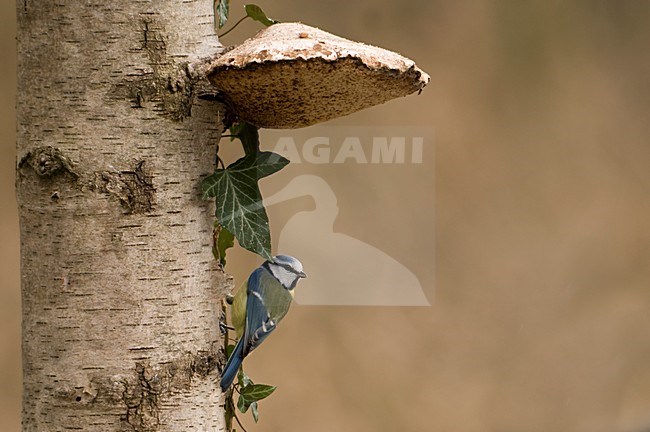 Pimpelmees zittend tegen boom; Blue Tit perched against tree stock-image by Agami/Han Bouwmeester,