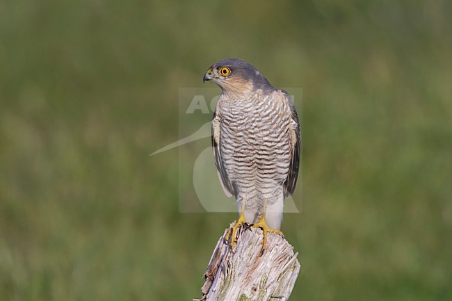 Mannetje Sperwer zittend op een paal; Male Eurasian Sparrowhawk perched on a pole stock-image by Agami/Arie Ouwerkerk,