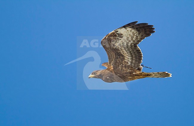 European Honey Buzzard - Wespenbussard - Pernis apivorus, Austria, 1st cy in flight against blue sky stock-image by Agami/Ralph Martin,