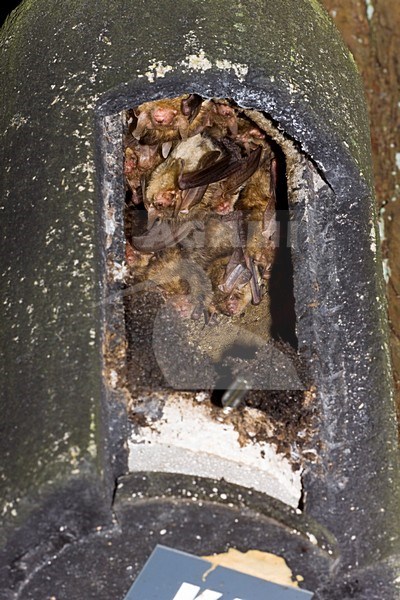 Grootoorvleermuizen in nestkast; Brown Long-eared Bats in nestbox stock-image by Agami/Theo Douma,