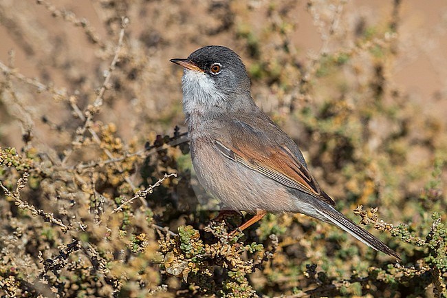 Spectacled Warbler (Sylvia conspicillata orbitalis) on Fuerteventura, Canary island, Spain stock-image by Agami/Daniele Occhiato,