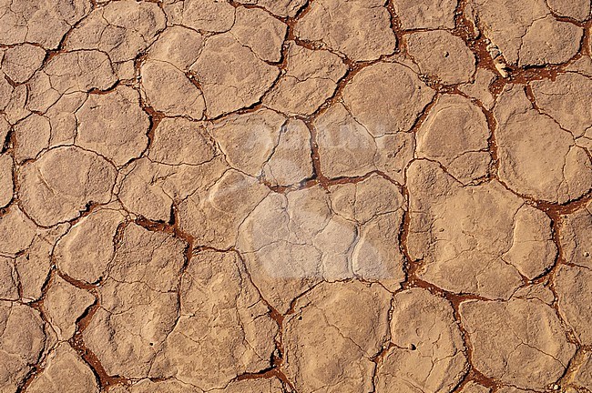 Dry cracked earth in the Sossusviel of the Namib Desert. Namib Naukluft Park, Namib Desert, Namibia. stock-image by Agami/Sergio Pitamitz,