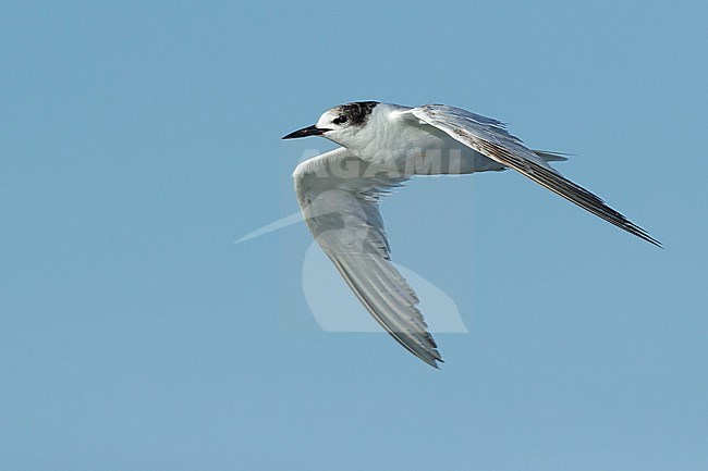 1st summer Common Tern (Sterna hirundo) in flight against a bue sky in Galveston Co., Texas, USA during April 2017. stock-image by Agami/Brian E Small,