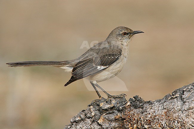 Spotlijster, Northern Mockingbird stock-image by Agami/Brian E Small,