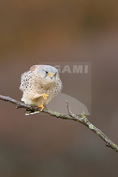 Torenvalk mannetje zittend op tak; Common Kestrel male perched on a branch stock-image by Agami/Menno van Duijn,