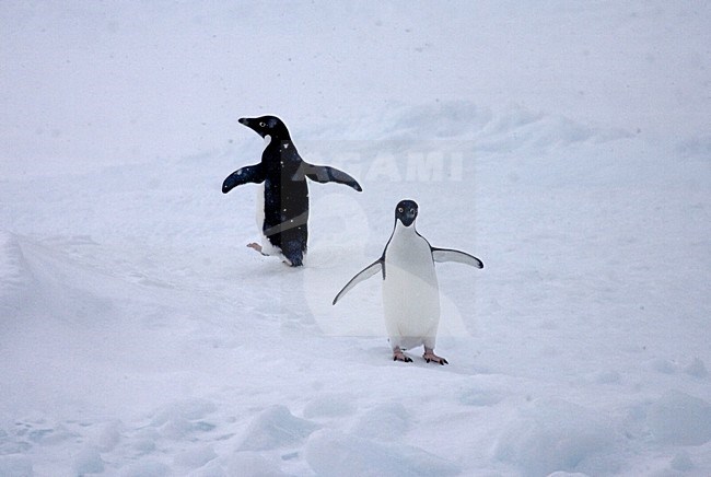 Adelie Pinguin in de sneeuw;Adelie Penguin in the snow stock-image by Agami/Marc Guyt,