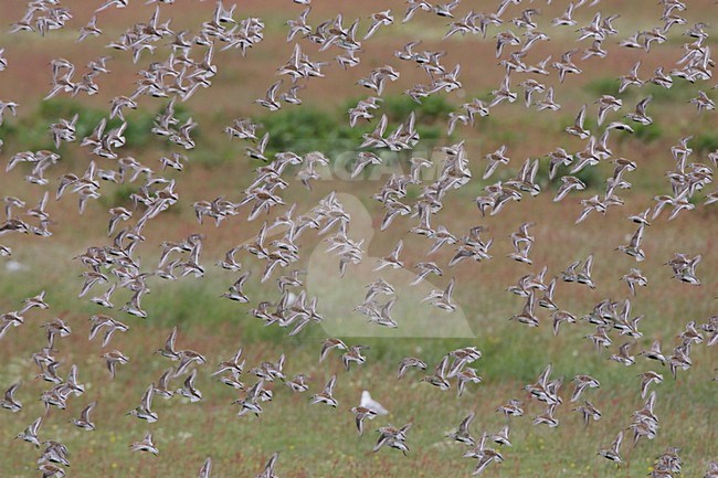 Groep Bonte Strandlopers op hoogwatervluchtplaats; Group of Dunlin at hight tide roost stock-image by Agami/Arie Ouwerkerk,