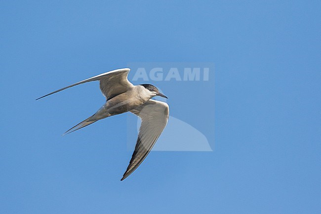 Common Tern ; Sterna hirundo ssp. minussensis, stock-image by Agami/Ralph Martin,