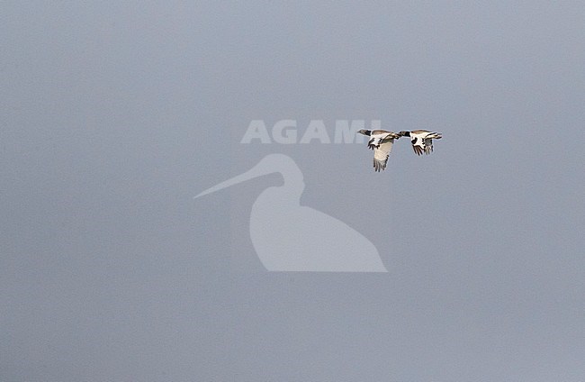 Two adult male Little Bustards (Tetrax tetrax) in flight over a lek in Catalonia, Spain. stock-image by Agami/Marc Guyt,
