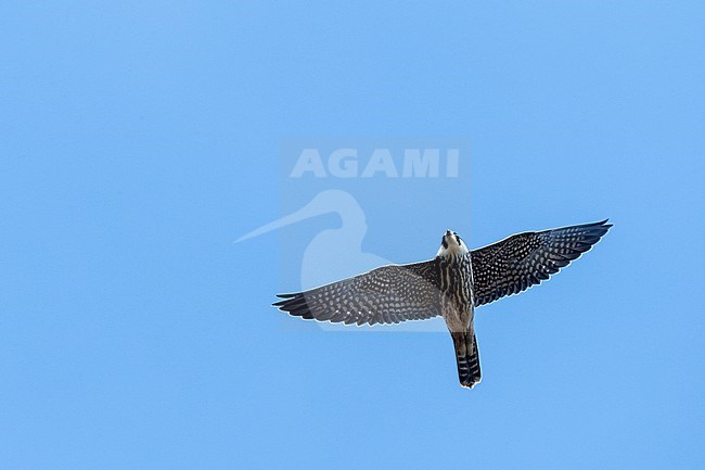 Eurasian Hobby (Falco subbuteo) in flight during autumn migration in Bulgaria stock-image by Agami/Marc Guyt,