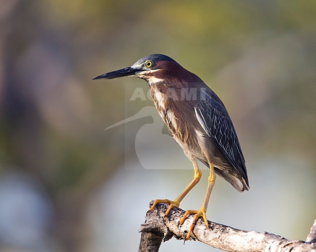 Groene Reiger adult jagend Mexico, Green Heron adult hunting Mexico stock-image by Agami/Wil Leurs,
