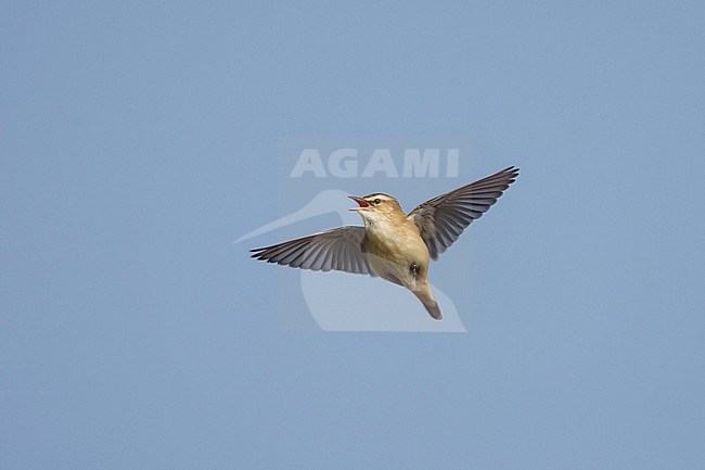 Zingende Rietzanger in vlucht; Singing Sedge Warbler in flight stock-image by Agami/Arie Ouwerkerk,