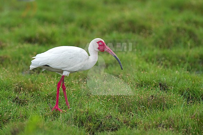 Adult breeding
Galveston Co., TX
April 2022 stock-image by Agami/Brian E Small,