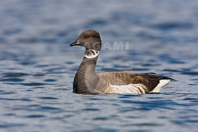 Zwarte Rotgans, Black Brant,  stock-image by Agami/Glenn Bartley,