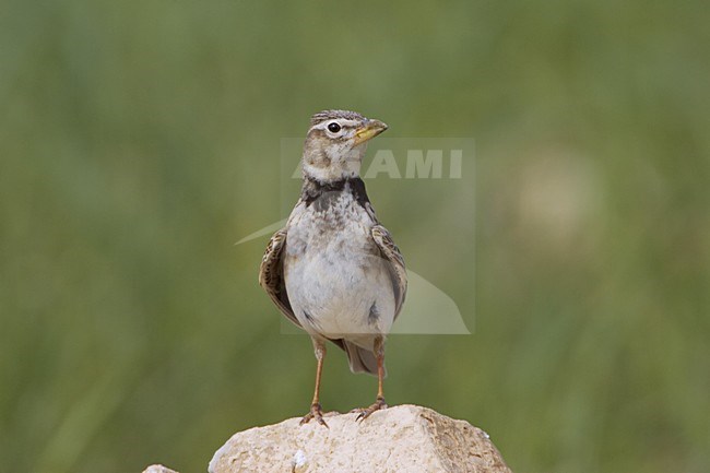 Calandra Lark adult perched; Kalanderleeuwerik volwassen staand stock-image by Agami/Daniele Occhiato,