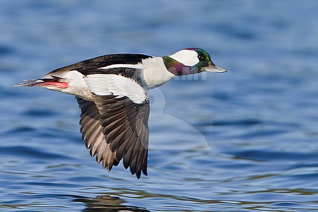 Bufflehead (Bucephala albeola) flying in Victoria, BC, Canada. stock-image by Agami/Glenn Bartley,