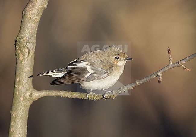 Pied Flycatcher (Ficedula hypoleuca) wintering in Finland during January. Odd time of the year. stock-image by Agami/Tomi Muukkonen,